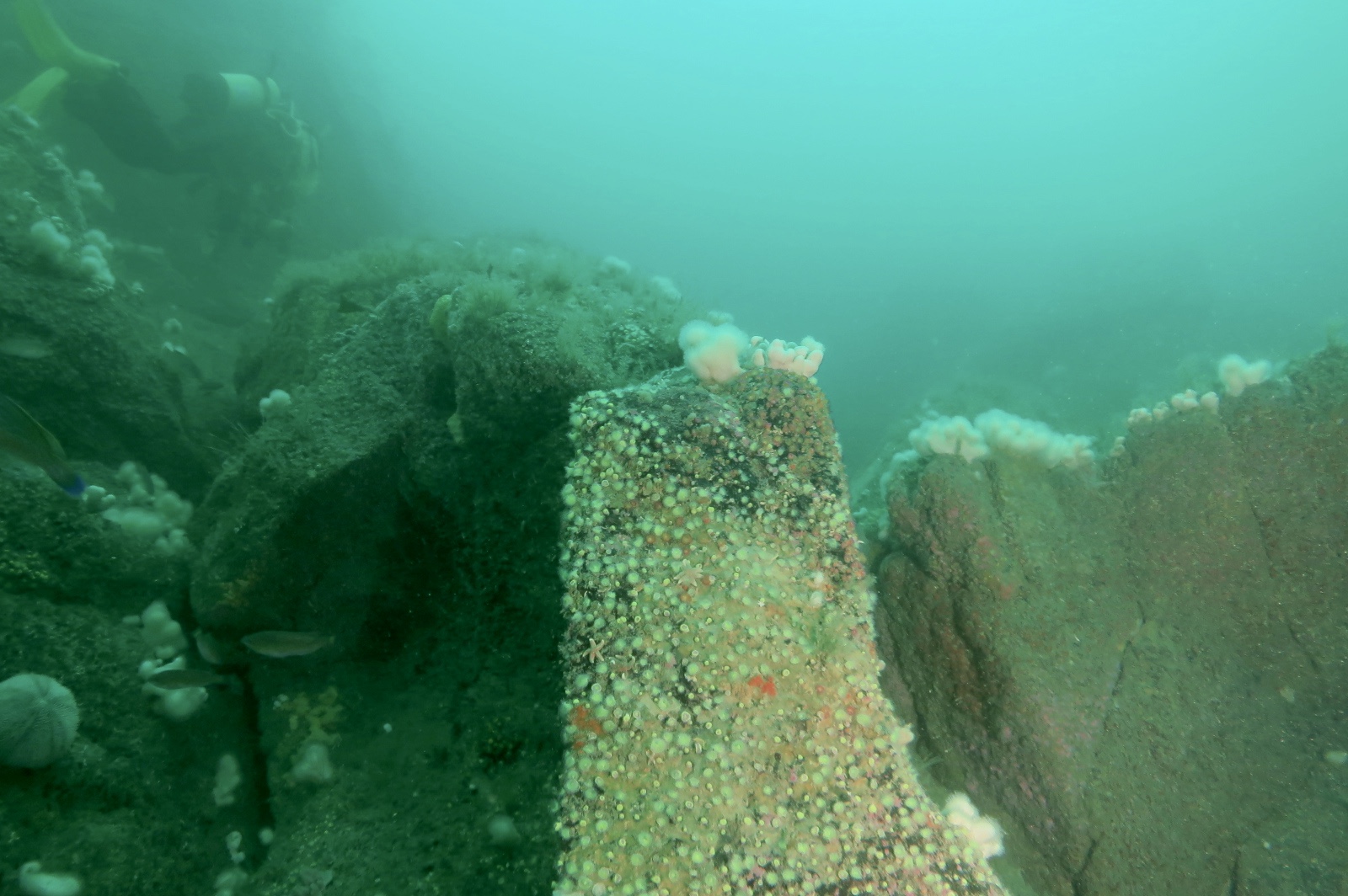 North Pinnacle Eddystone Reef - Plymouth Sound Divers